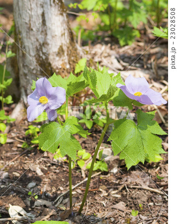 シラネアオイ(全身) シラネアオイ(全身) 23028508