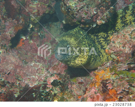 静岡県 南伊豆のゴツゴツした岩場に潜むウツボの写真素材
