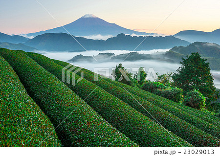 茶畑と富士 茶畑と富士 23029013