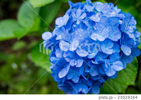 雨に濡れた葉とアジサイ 23029164