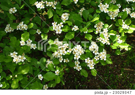 セイヨウサンザシの花の写真素材