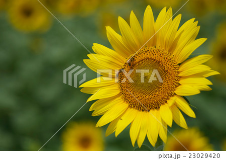 大洲五郎のひまわり 太陽に向かっての写真素材
