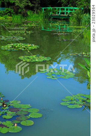 睡蓮の池(浜松ガーデンパーク) 睡蓮の池(浜松ガーデンパーク) 23029564