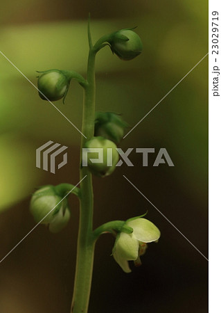 自然　植物　イチヤクソウ、関東の平地では六月初め頃に咲き始めるようです 23029719