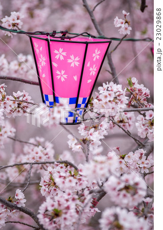 桜とランタン 桜とランタン 23029868