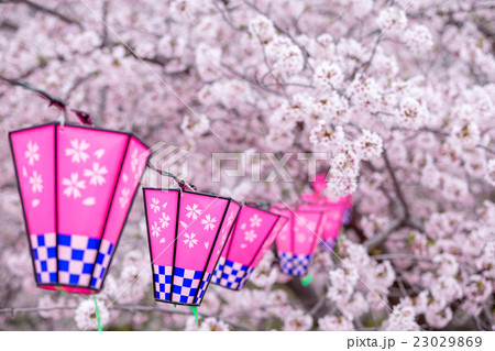 桜とランタン 桜とランタン 23029869