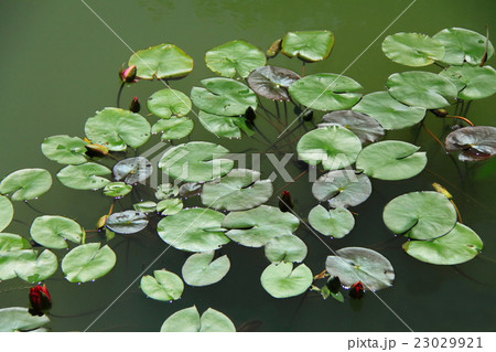 睡蓮の池 23029921