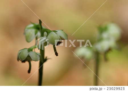 自然　植物　イチヤクソウ、『鹿蹄草』という生薬になり強心、降圧、抗菌などの効果があるそうです 23029923