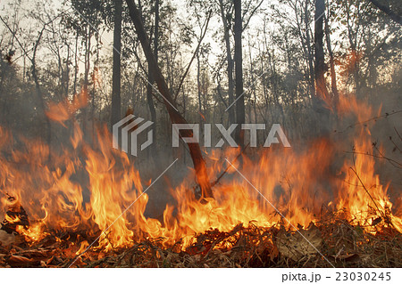 Destroyed by burning tropical forest ,Thailand 23030245