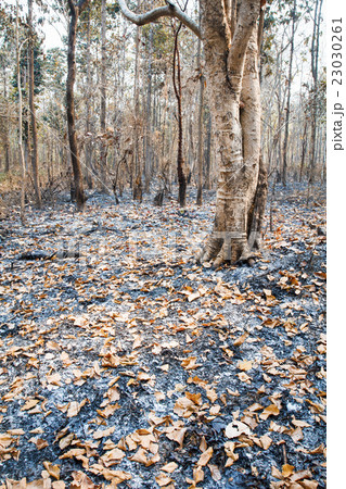 leafy forest after fire 23030261