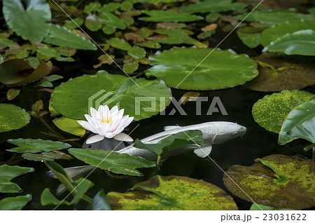 睡蓮の花とコイ 睡蓮の花とコイ 23031622