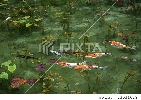 モネの池（岐阜県関市） 23031628