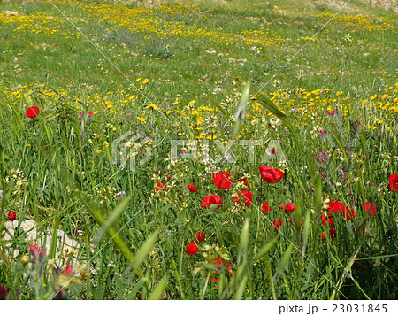 イスラエルの春を彩る砂漠の花畑の写真素材