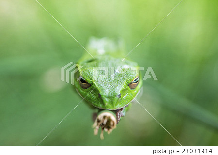 カエルの目の写真素材