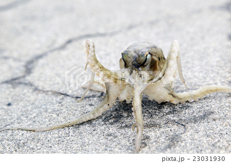 イイダコ 23031930