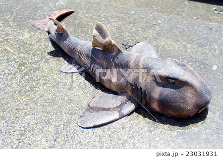 ネコザメ 23031931