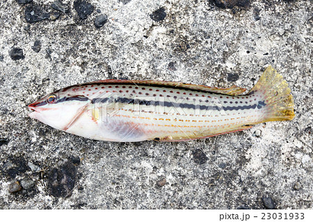 キュウセン 23031933