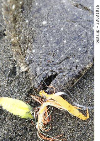 ルアーにヒットしたヒラメ 23031936