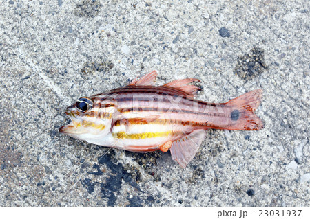 オオスジイシモチ 23031937