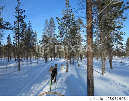 犬ぞり 犬ぞり 23031948