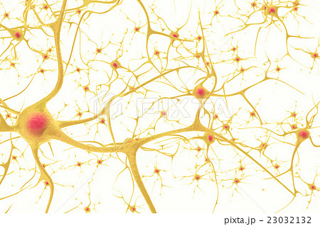 Neurons In The Human Nervous System With Theのイラスト素材 23032132 Pixta