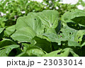 虫くいの野菜、小松菜 23033014