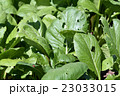 虫くいの野菜、小松菜 23033015