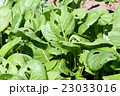 虫食いの野菜、小松菜 23033016