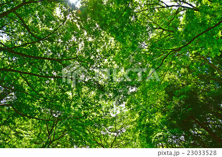 四季の森公園の新緑の森 23033528