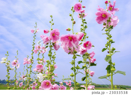 タチアオイの花 タチアオイの花 23033538