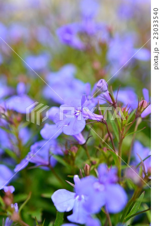 ロベリア ロベリア 23033540