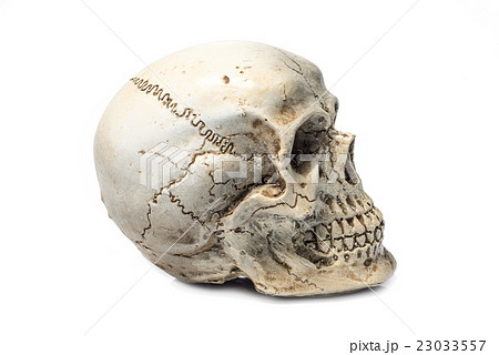 skull isolated 23033557
