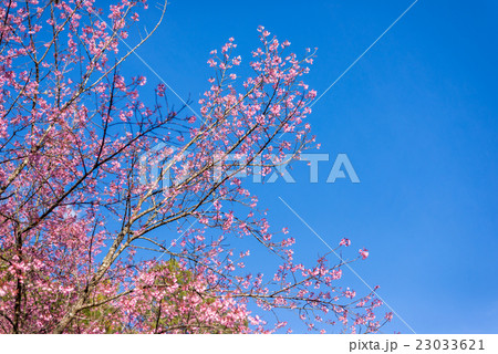 pink Sukura or Himaayan Cherry Blossom 23033621