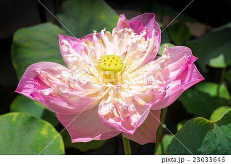 lotus flower 23033646