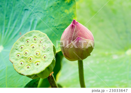 lotus flower lotus flower 23033647