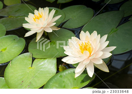 lotus flower 23033648
