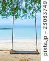 Swing hang from the tree over beach 23033749