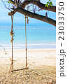 Swing hang from the tree over beach 23033750