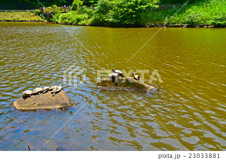四季の森公園のカメの日光浴 四季の森公園のカメの日光浴 23033881