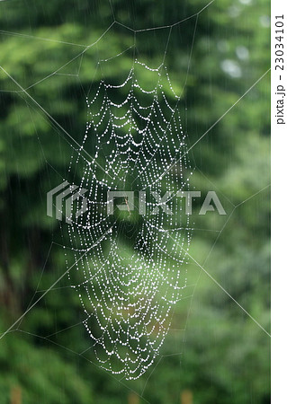 蜘蛛の巣 アシナガグモ の写真素材