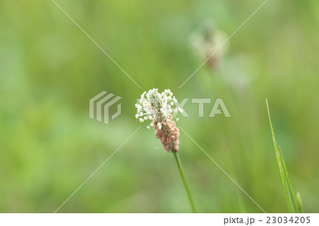 ヘラオオバコ 23034205