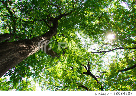 木漏れ日 23034207