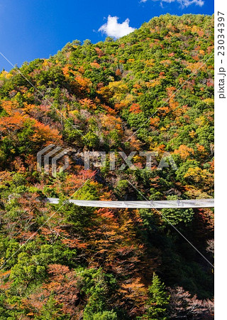 秋の梅の木轟公園 23034397