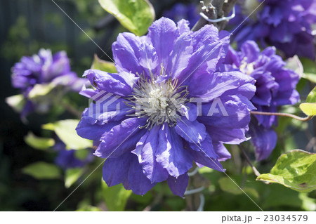 クレマチス　キリ・テ・カナワ 23034579