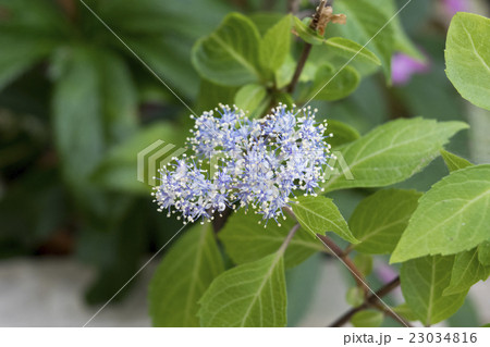 奥多摩コアジサイ 23034816
