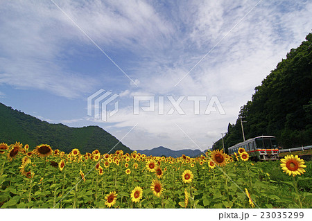 ひまわり畑と姫新線 23035299