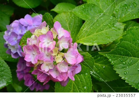 しずくと紫陽花 23035557