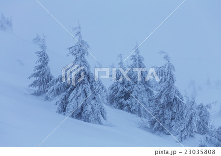 Winter forest 23035808