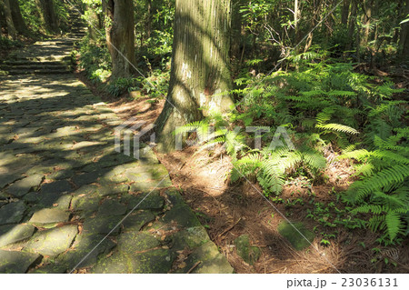 和歌山県・熊野古道・中辺路 大門坂 和歌山県・熊野古道・中辺路 大門坂 23036131