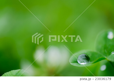 露 (3) 露 (3) 23036179